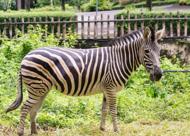 Guy para para filmar a zebra e pega isso fazendo um giro frontal sobre uma cerca de 7 pés de altura