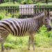 Guy para para filmar a zebra e pega isso fazendo um giro frontal sobre uma cerca de 7 pés de altura