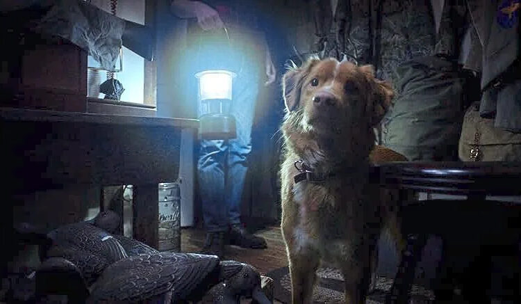 Indy, um adorável Duck Tolling Retriever da Nova Escócia, é a nova estrela do filme de terror ‘Good Boy’