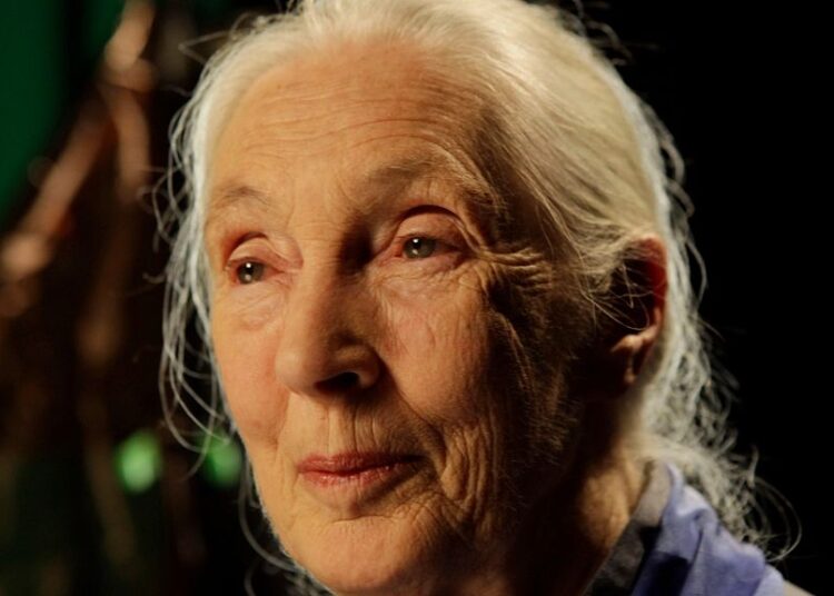 Jane Goodall sobre Donald Trump, Elon Musk e esperança na nova série de entrevistas póstumas da Netflix