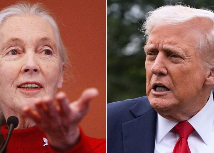 Jane Goodall uma vez comparou Donald Trump ao chimpanzé - Notícias de celebridades - entretenimento