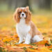 King Charles Cavalier vestido como Glinda, completo com um flutuador de bolha, é a perfeição 'perversa'