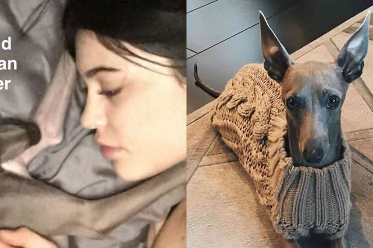 Kylie Jenner anuncia que o amado cachorro Norman morreu | Animais de estimação famosos, Kylie Jenner | Notícias e fofocas sobre celebridades | Entretenimento, fotos e vídeos