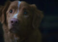 O cachorro de Good Boy faz uma pergunta chocante sobre o Oscar