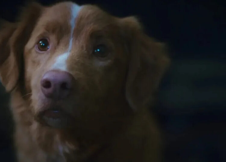 O cachorro de Good Boy faz uma pergunta chocante sobre o Oscar