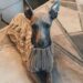 O coração de Kylie Jenner está doendo por seu precioso cachorro Norman