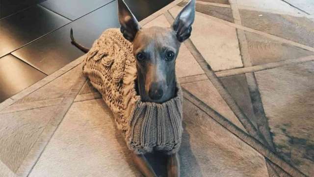 O coração de Kylie Jenner está doendo por seu precioso cachorro Norman