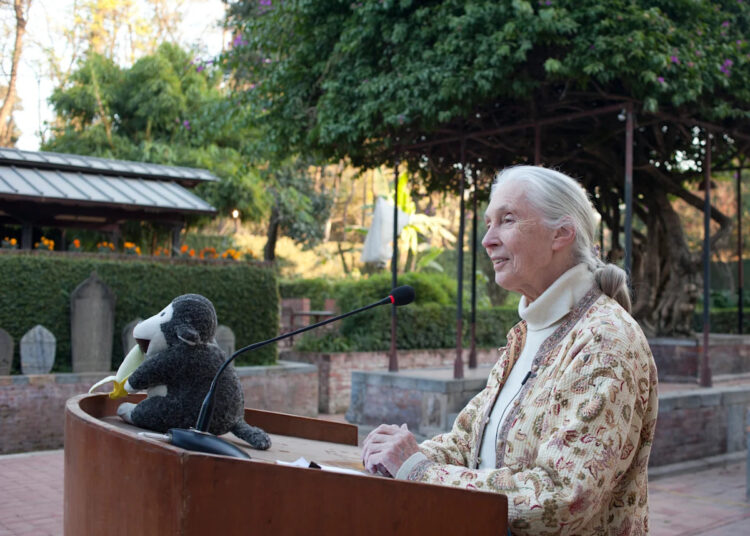 O notável legado da Dra. Jane Goodall vive, pois homenagens de celebridades para o conservacionista icônico