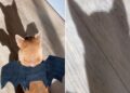 Shiba Inu se transforma em Batman com asas