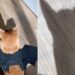 Shiba Inu se transforma em Batman com asas