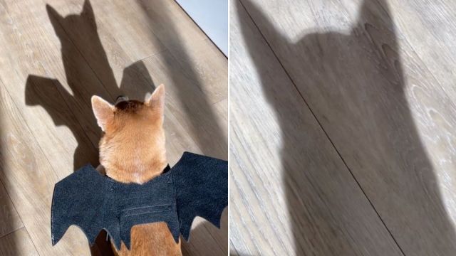 Shiba Inu se transforma em Batman com asas