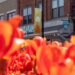 Tulip Time Festival anuncia novos eventos e programação de entretenimento para 2026