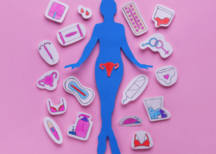 fases do ciclo menstrual.png