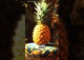¿Qué fruta definía el estatus en la realeza inglesa? La piña que nadie podía pagar 😲