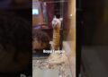 This Cat was Royalty.