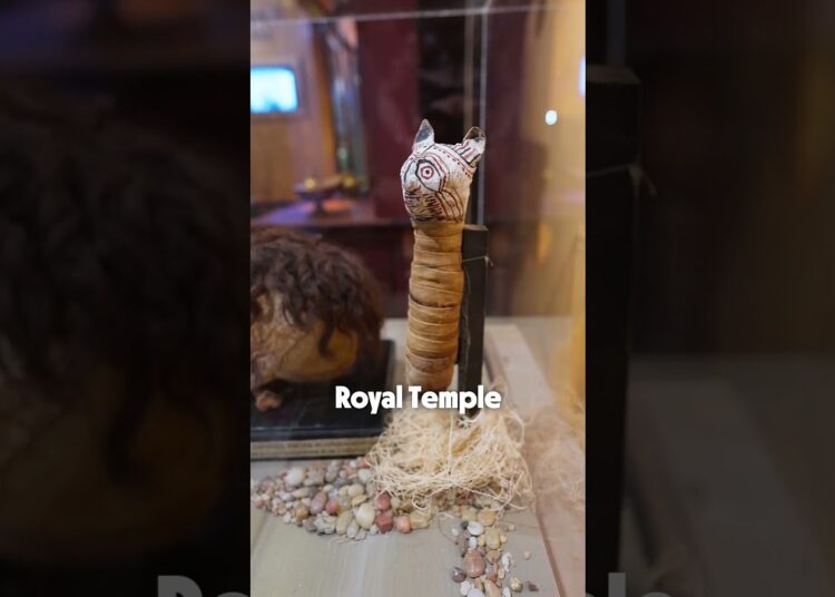This Cat was Royalty.