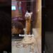 This Cat was Royalty.