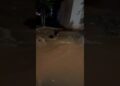 Tornado em Realeza PR começou a alagar e os animais de rua pedem socorro