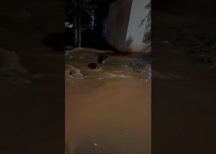 Tornado em Realeza PR começou a alagar e os animais de rua pedem socorro