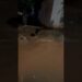 Tornado em Realeza PR começou a alagar e os animais de rua pedem socorro