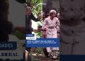 REALEZA NO PARÁ! Antes de príncipe Willian, princesa Diana também plantou árvore no Pará