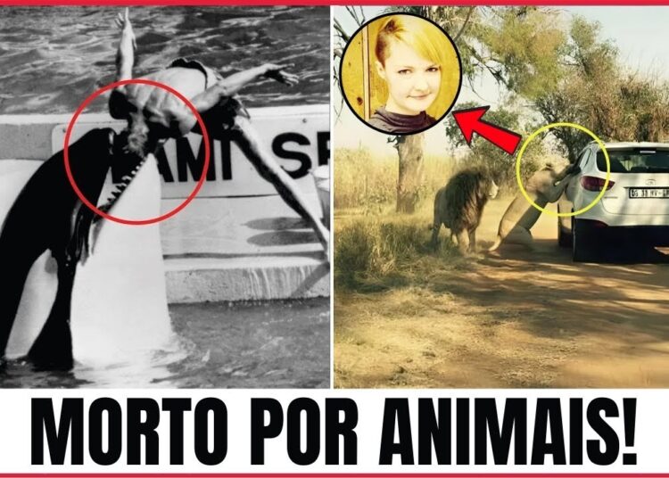 7 Celebridades mortas por animais – Finais trágicos na natureza selvagem