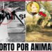 7 Celebridades mortas por animais – Finais trágicos na natureza selvagem