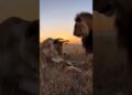 Um Sonho, Um Grito — O Pesadelo que Acordou a Realeza da Savana