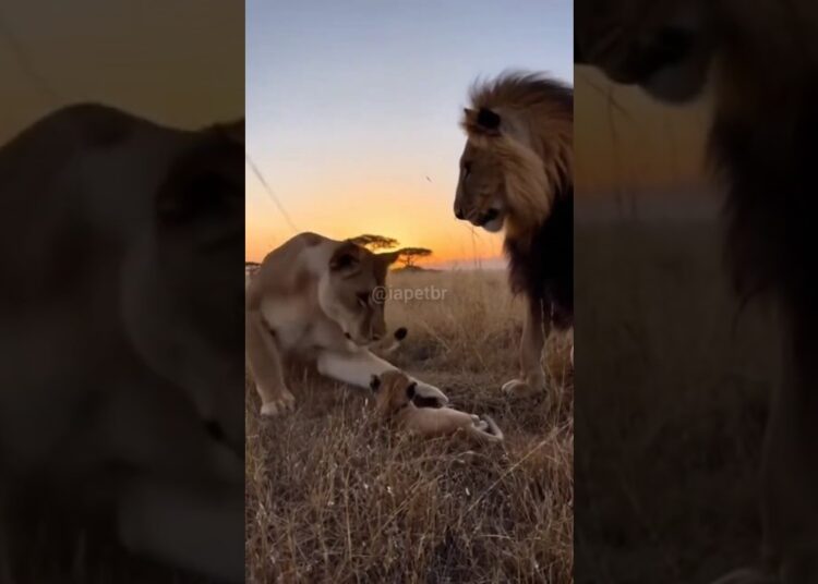 Um Sonho, Um Grito — O Pesadelo que Acordou a Realeza da Savana