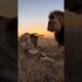 Um Sonho, Um Grito — O Pesadelo que Acordou a Realeza da Savana