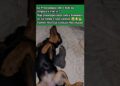 EU NÃO GOSTO DE FOFOCAS 😂🐶 #petlife #cutepets #pets #petsrule #dogs #memes