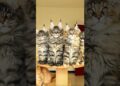 🔥 A Realeza Felina Chegou! Maine Coons Mostrando Por Que São os Gigantes dos Gatos! 🐾👑