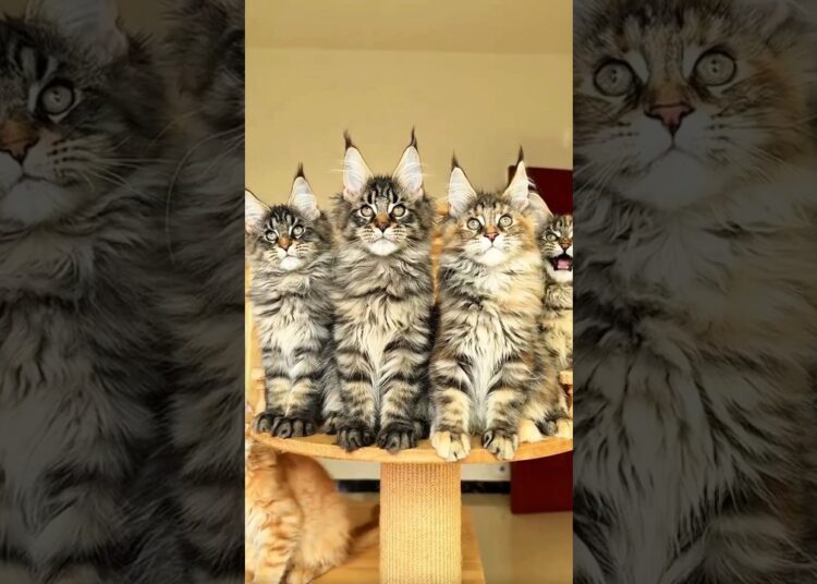 🔥 A Realeza Felina Chegou! Maine Coons Mostrando Por Que São os Gigantes dos Gatos! 🐾👑