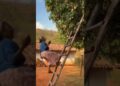 papagaio fazendo fofoca #shorts  #series #filmes #cenas #memes #novela