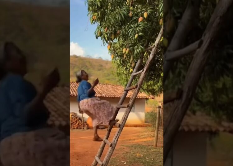 papagaio fazendo fofoca #shorts  #series #filmes #cenas #memes #novela