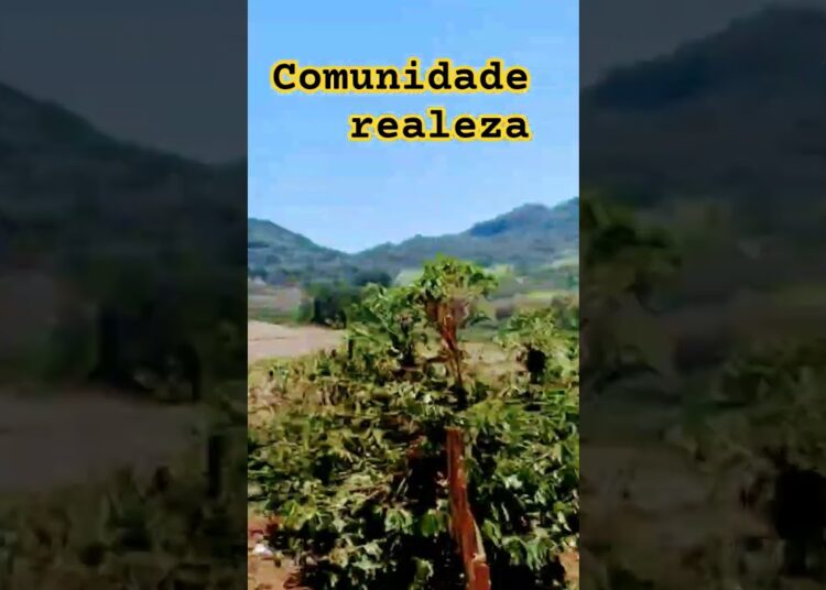 loucura de lindo fazenda comunidade realeza #