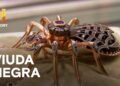 💎 VIUDA NEGRA DE LA REALEZA – LO MEJOR DEL PRECIO DE LA HISTORIA