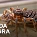 💎 VIUDA NEGRA DE LA REALEZA – LO MEJOR DEL PRECIO DE LA HISTORIA