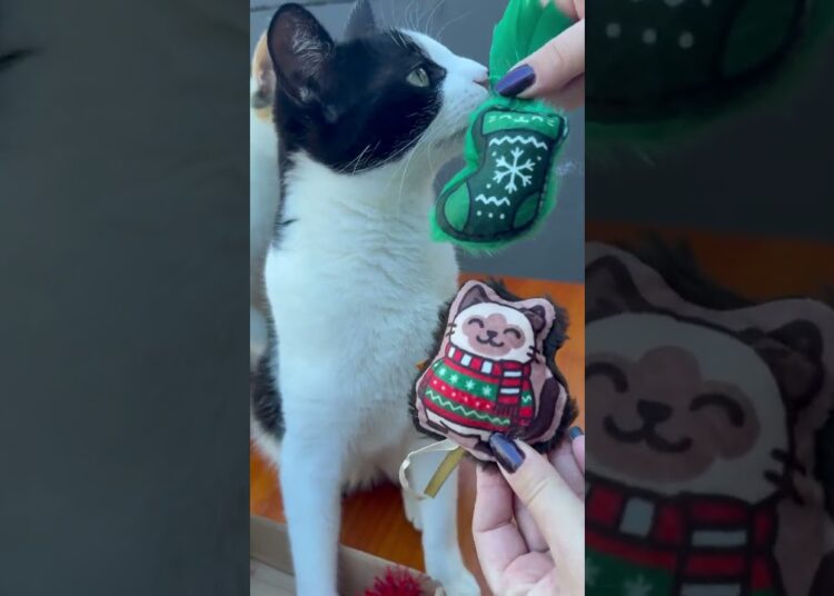 Seu gato já decretou que merece um Natal à altura da realeza? 😼🎄