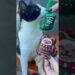 Seu gato já decretou que merece um Natal à altura da realeza? 😼🎄