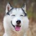 A nova música deste Husky tem vibrações diretas de Travis Scott