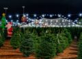 Agro-entretenimento ou o essencial? Mercado de árvores de Natal de Wisconsin escolhe entre Papai Noel e preços baixos | WUWM 89,7 FM