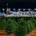 Agro-entretenimento ou o essencial? Mercado de árvores de Natal de Wisconsin escolhe entre Papai Noel e preços baixos | WUWM 89,7 FM