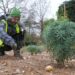 Britânicos plantam bulbos em homenagem à Rainha Elizabeth II no icônico parque de Londres