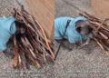 Cachorro navega pela biblioteca de sticks para escolher o companheiro de caminhada