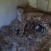 Filhotes de chita nascidos no Front Royal Campus do Zoológico Nacional durante a paralisação – NBC4 Washington