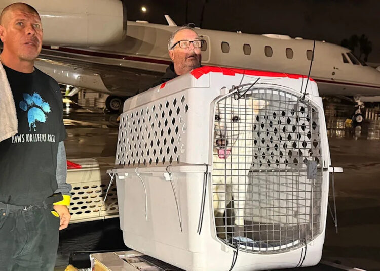 Giuliana Rancic ajuda a organizar voo de resgate para 109 cães de abrigo para salvar animais de estimação da eutanásia (exclusivo)