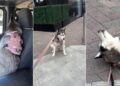 Husky guarda rancor depois que o proprietário ignora a birra da loja de animais