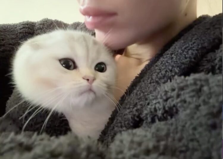 Kylie Jenner revela novo gatinho após a morte de seu cachorro Norman