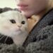 Kylie Jenner revela novo gatinho após a morte de seu cachorro Norman